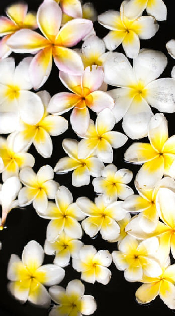 | 🌸 เรือนพรรณนา 🌸 |