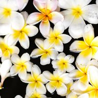 | 🌸 เรือนพรรณนา 🌸 |