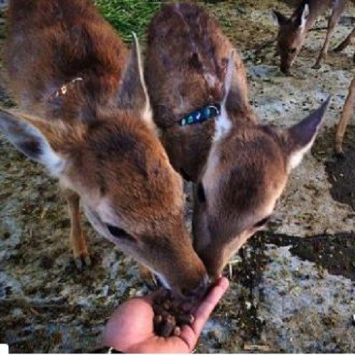 【愛票網】鹿境梅花鹿生態園區 入園門票1張[墾丁 ]