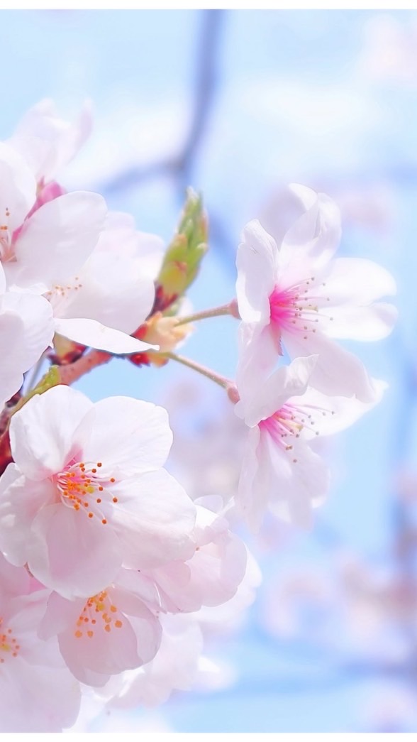🇯🇵樂樂花日本代購🌸