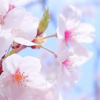 🇯🇵樂樂花日本代購🌸