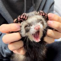 ダウしゃんとチューブレース