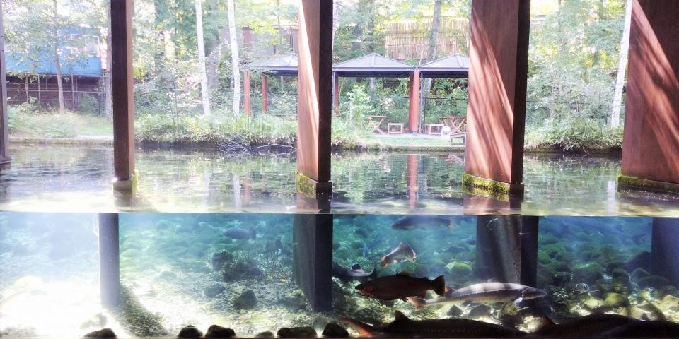 魚が地中を泳いでる 富士山麓にある 森の中の水族館 が完全にファンタジーの世界だった