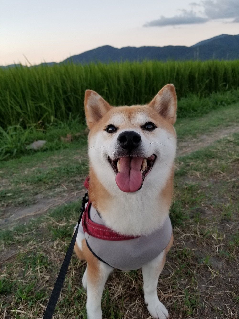 柴犬あるある 服のサイズ選び 難しくない