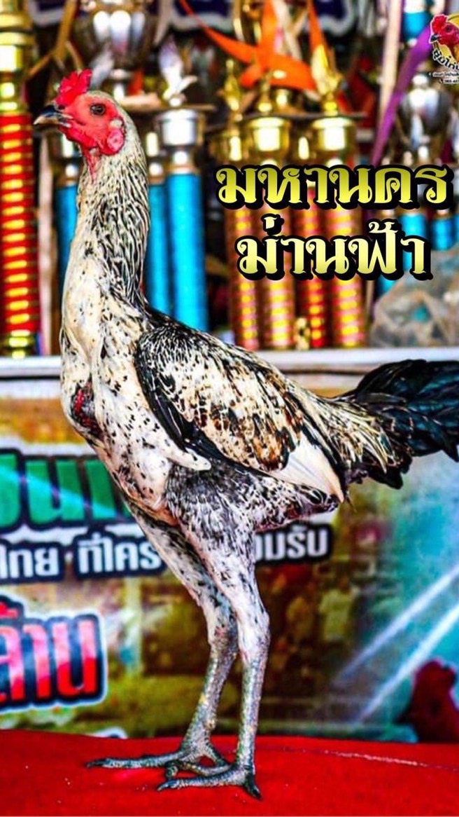 ซุ้ม สุดเขต พัทยา