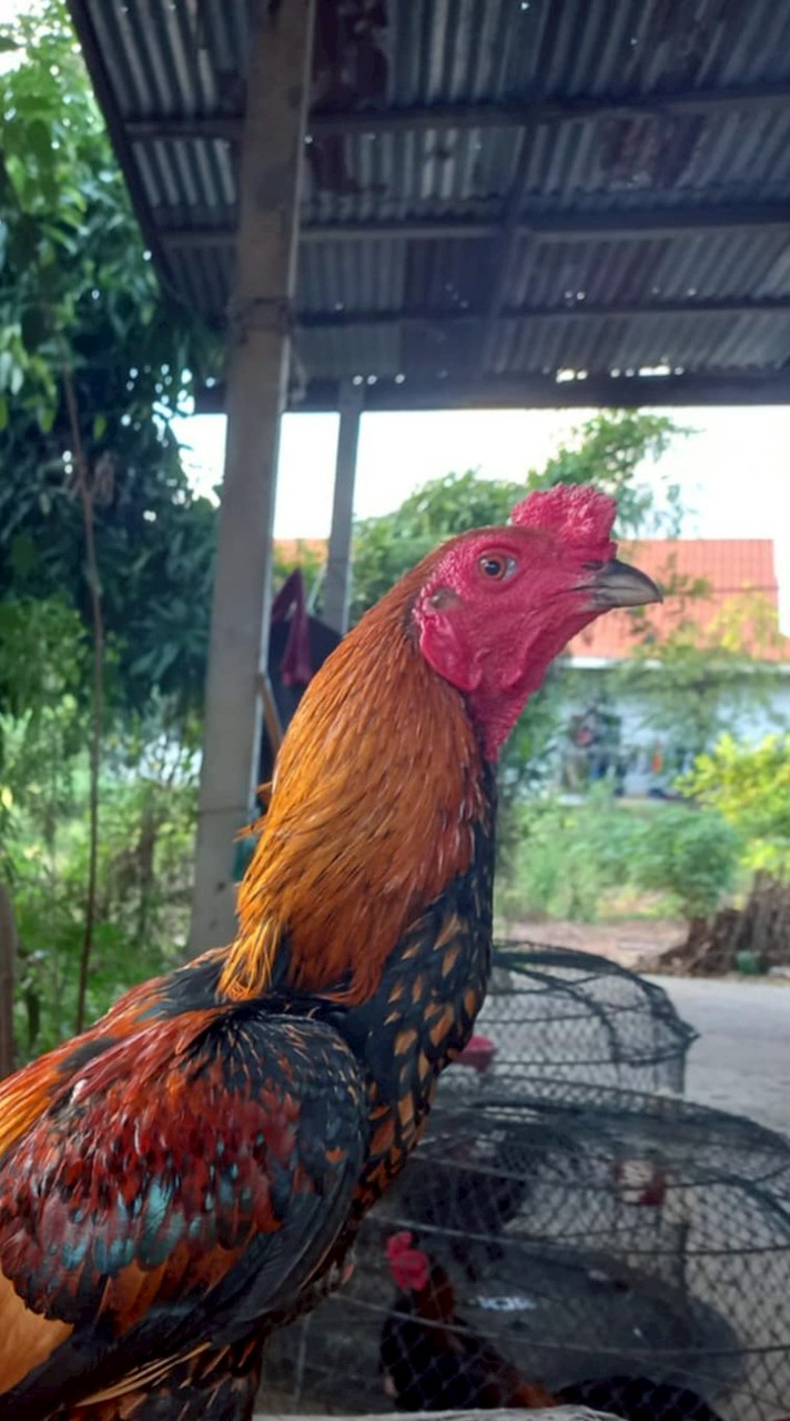 สิริยากร ฟาร์ม.🐓👑
