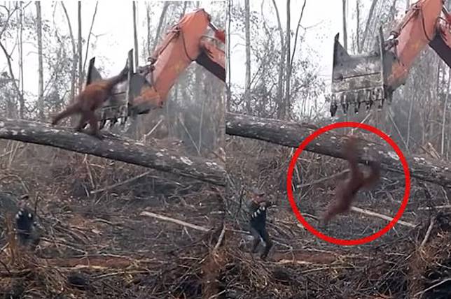 Miris, Video Orang Utan Tantang Buldozer yang Babat Hutan Kalimantan Barat Masuk Dokumenter Internasional