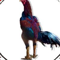 ก้าวเจริญบางปลาม้า🐓