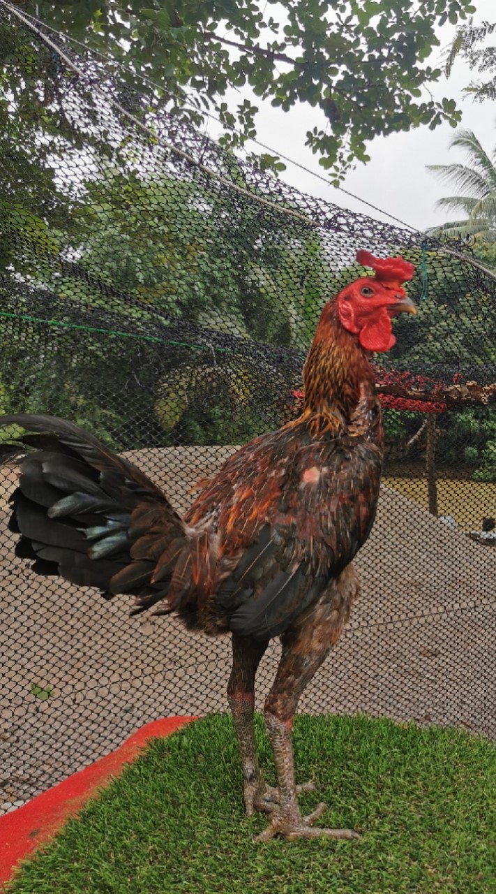 อนุรักษ์ไก่ชนสายพันธุ์ดี​ ( ปล้ำไก่, คัดไก่, ซื้อ-ขายไก่​ )​