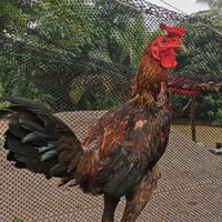 อนุรักษ์ไก่ชนสายพันธุ์ดี​ ( ปล้ำไก่, คัดไก่, ซื้อ-ขายไก่​ )​