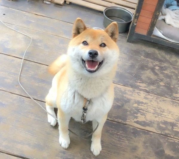 甘えん坊な犬の特徴や犬種って