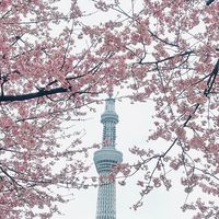 方的日本代購許願群(僅接少量網購！）
