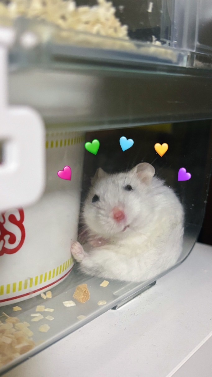 小吉來都來了代購🥹