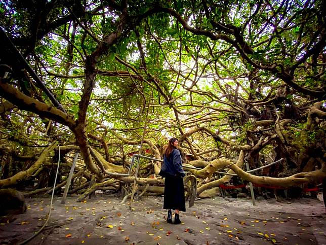 ▲彰化竹塘九龍大榕公。(圖/IG ＠checheche0114)