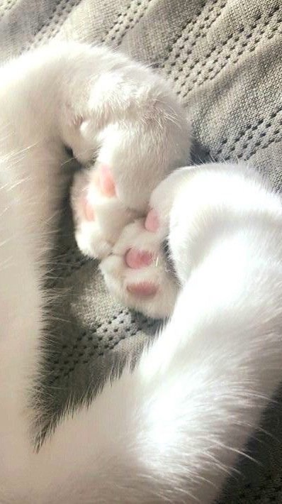 คาเฟ่แมวเหมียว🐈🐾