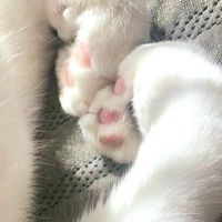 คาเฟ่แมวเหมียว🐈🐾