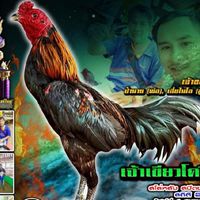 ไมโล ซุ้ม อินทรีดง ฟาร์ม บุรีรัมย์