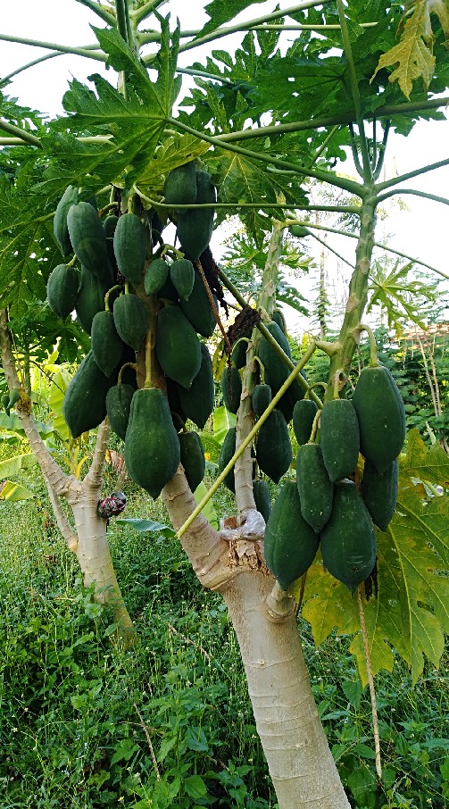 เกษตรพอเพียง
