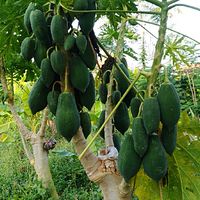 เกษตรพอเพียง
