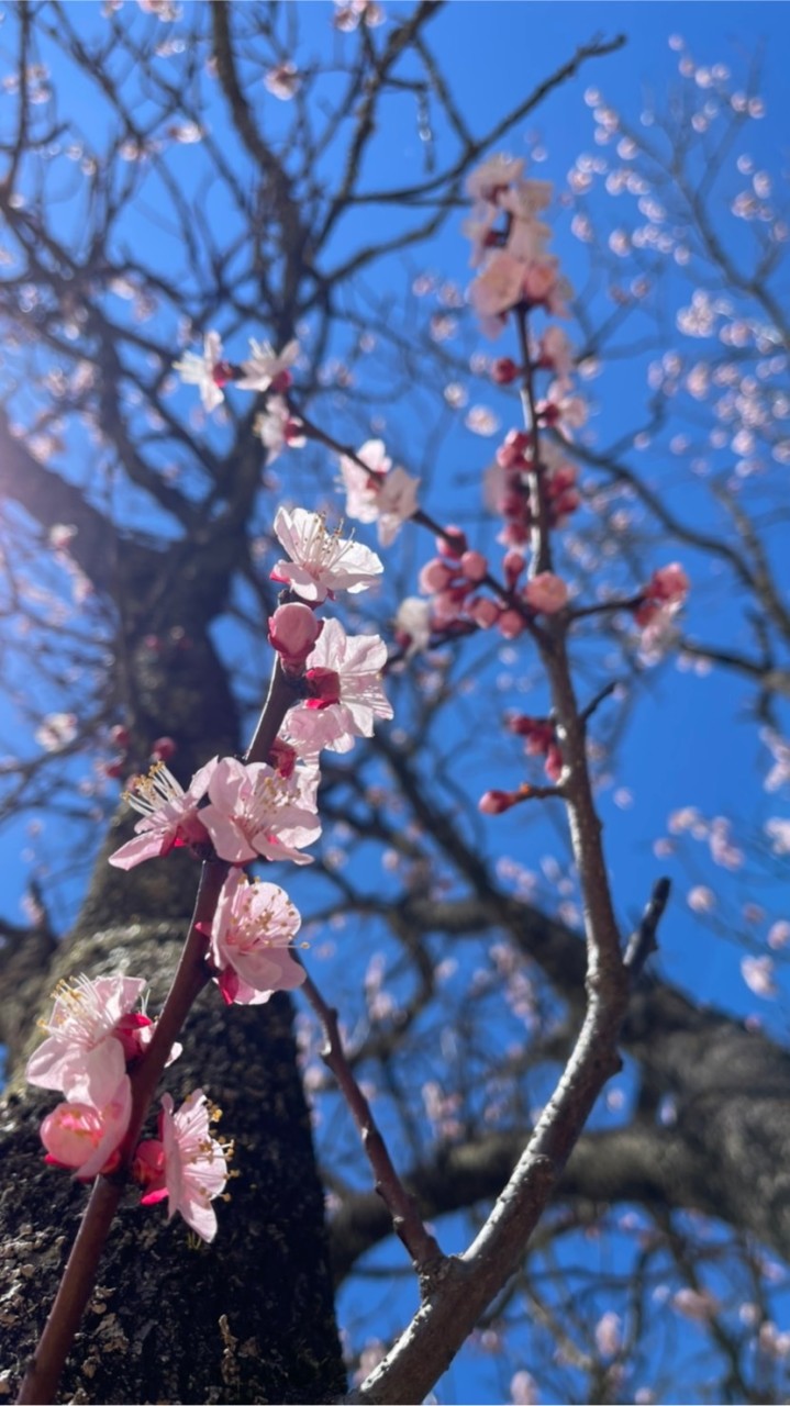 シンメトリクス安否確認