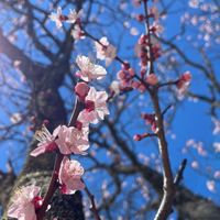 シンメトリクス安否確認