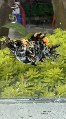 誠哥品系孔雀魚 天鵝茉莉魚