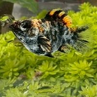 誠哥品系孔雀魚 天鵝茉莉魚