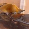 カブトムシ・クワガタ好きが集まる仲間‼️
