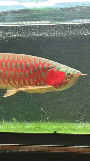 水族交流競標