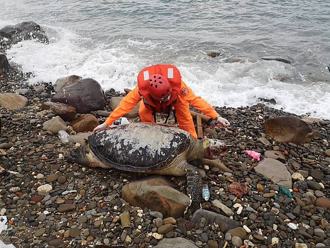 東北角岸際同一天發現7隻綠蠵龜死亡，海大教授程一駿研判是絞網死亡，交由海巡人員就地掩埋。記者邱瑞杰／翻攝