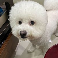 邱小夭全球婆媽後援會