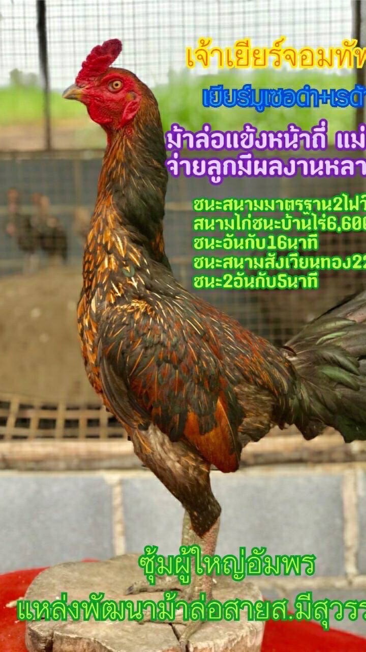 ซุ้มผู้ไหญ่อัมพรจังหวัดบึงกาฬ