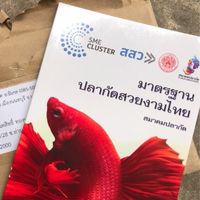 ตลาดปลากัดสวยงาม