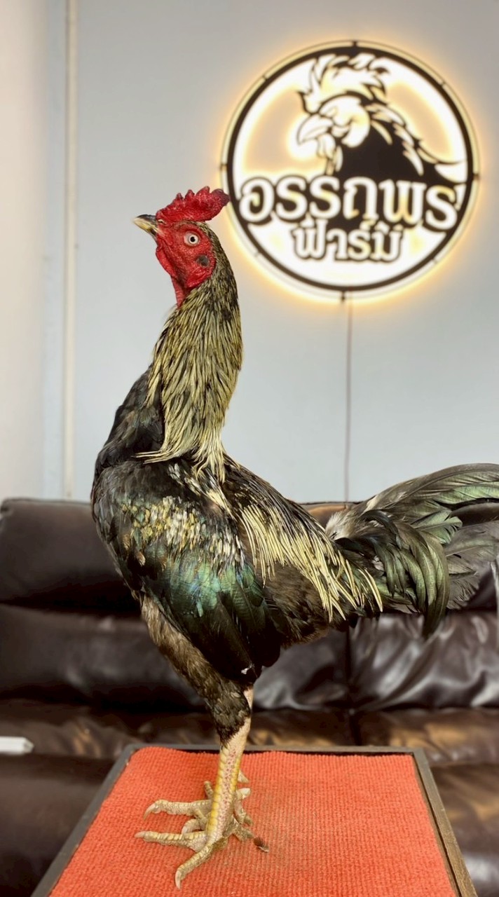 แบ่งปันไก่หนุ่มสายเลือดดีราคารากหญ้า