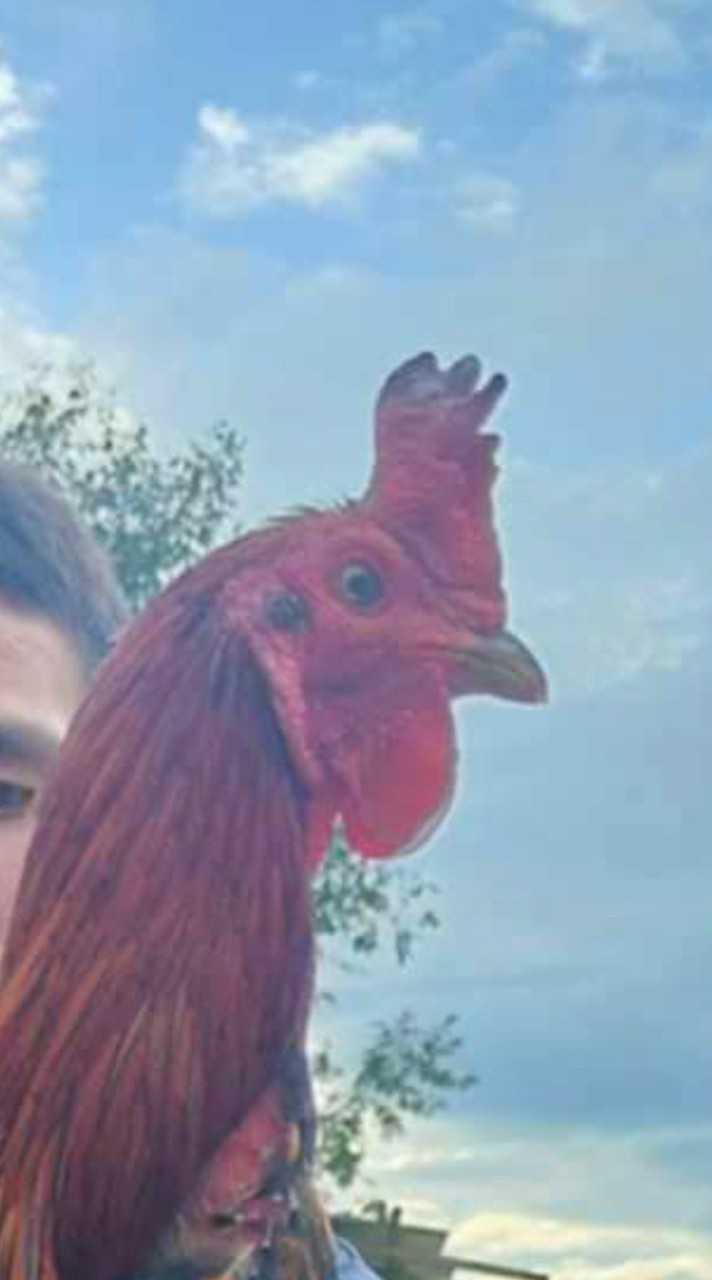 เพื่อนพี่น้องชาวไก่ชน