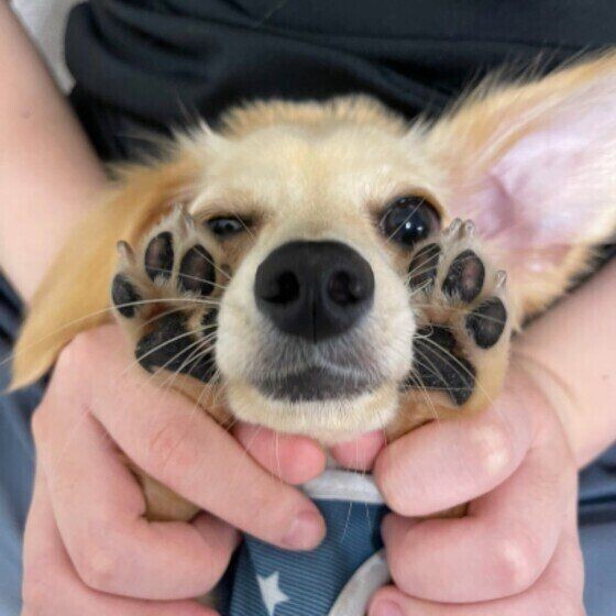 犬の 肉球の状態 でわかる異変のサイン いぬのきもちnews