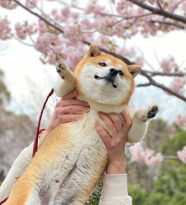 換毛期の愛犬の 抜け毛アート で分身ができた