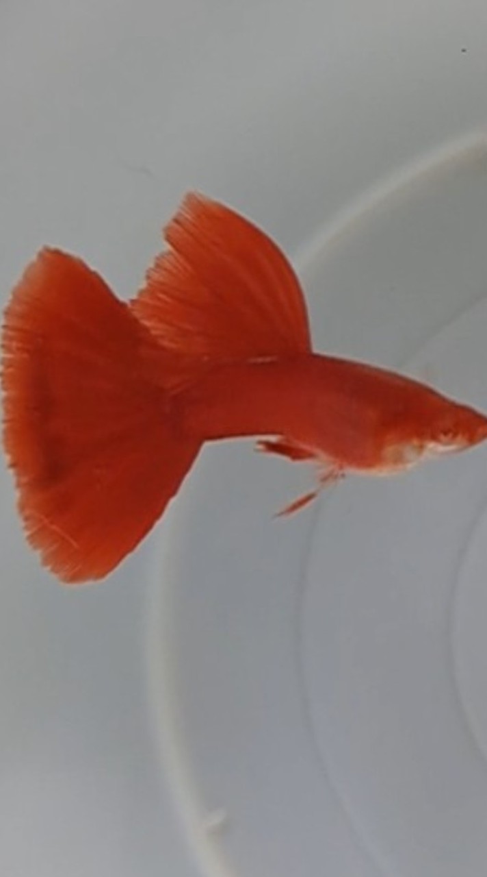 永祥孔雀魚 飼養 送養交流區