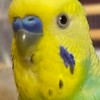 セキセイインコ部