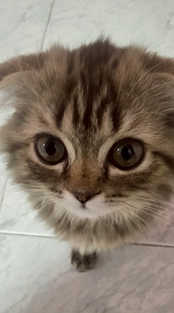 Catjoy ลัทธิแมวเป้า
