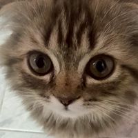 Catjoy ลัทธิแมวเป้า