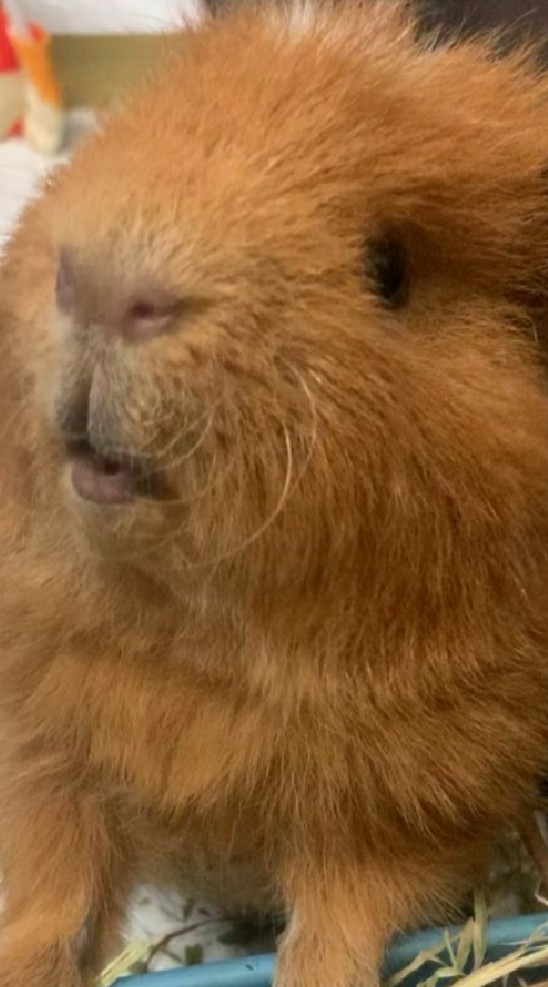 天竺鼠分享園地🐖❤️