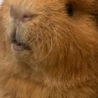 天竺鼠分享園地🐖❤️