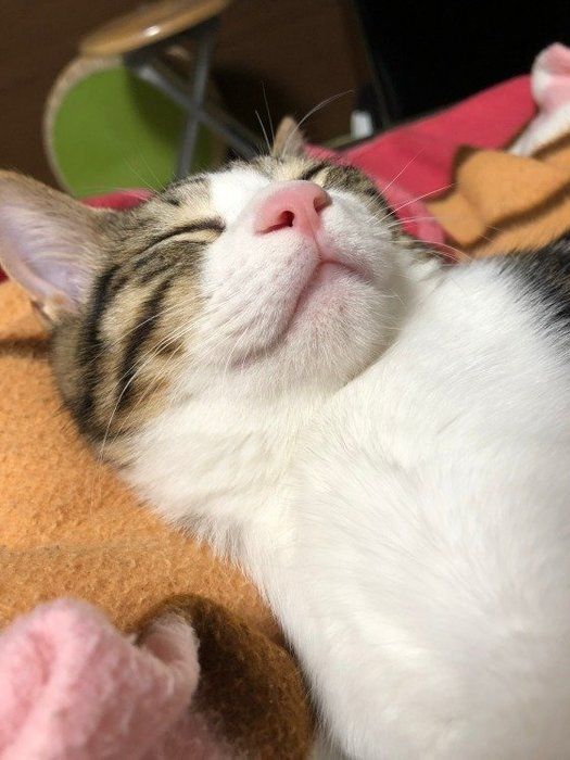 猫の睡眠時間は 時間 猫に睡眠が必要なワケ