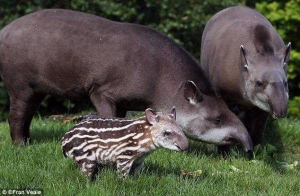 11 Fakta Unik Tapir Pernahkah Kamu Melihat Hewan Ini Secara Langsung