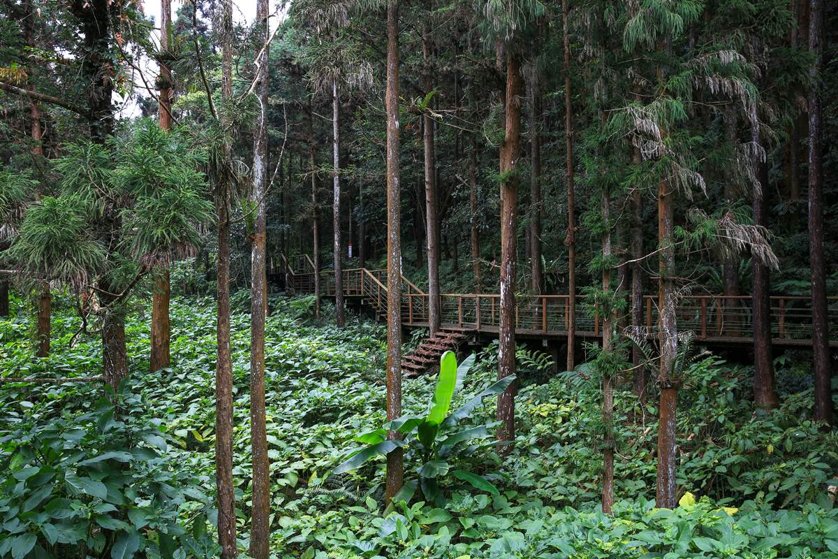 嘉義最消暑玩法！２大瀑布祕境＋10條森林步道：阿里山五星級步道、嵐山竹林