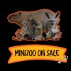 Minizoocafe Onsale🦊