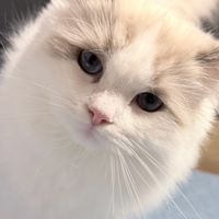 ポケカメンのあいごん『発言禁止』