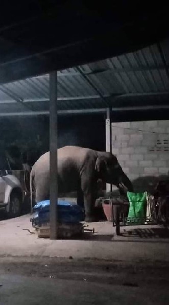 เตือนภัยและเฝ้าระวังช้างป่า