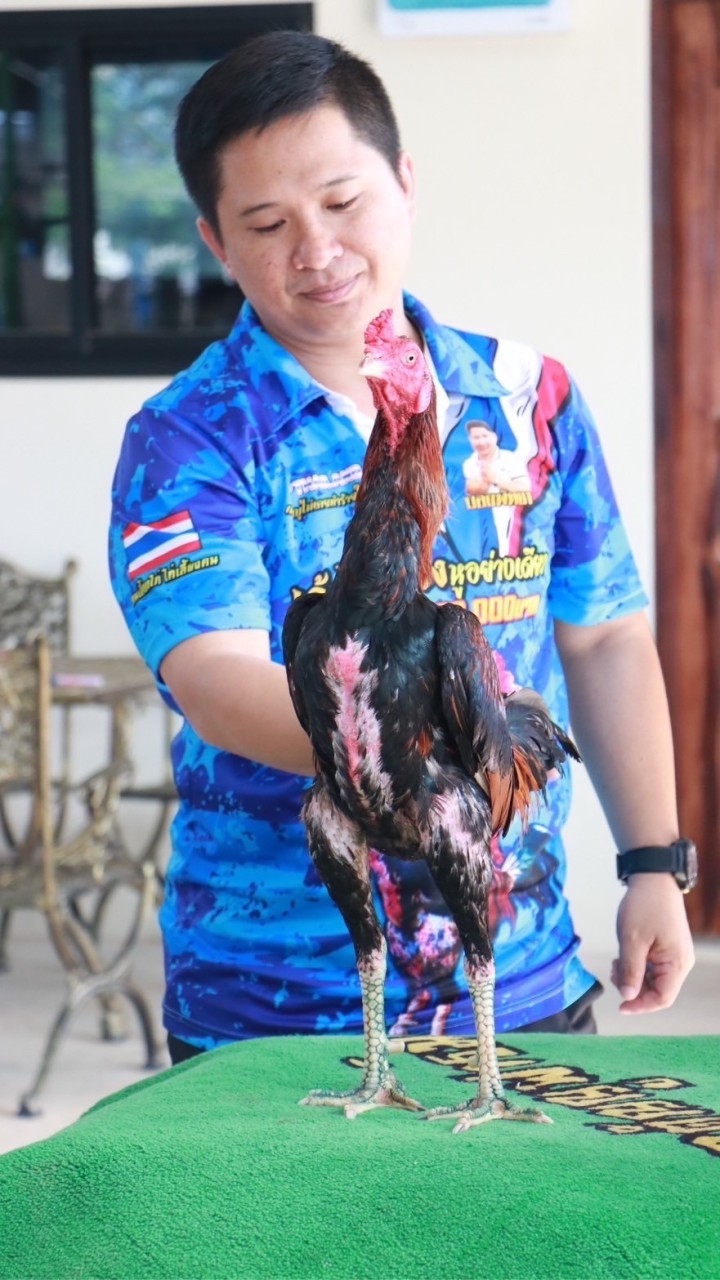 กตัญญูฟาร์ม ไก่ชนพัทยา2